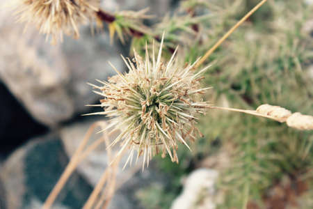 A vicious-looking plant discovered near the beaches in Sardinia
