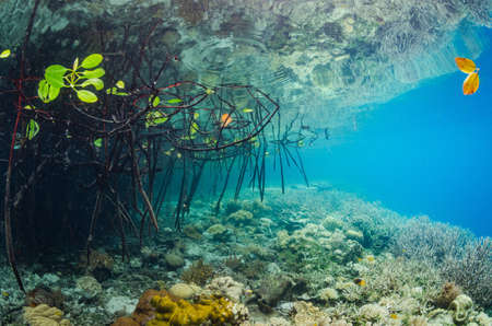 An amazing underwater picture of tree roots with yellow corals