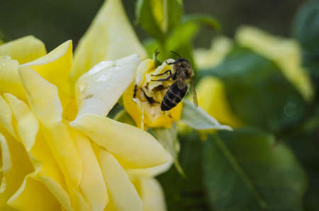 A closeup of a bee on a yellow flower in a field under the sunlight with a blurry background