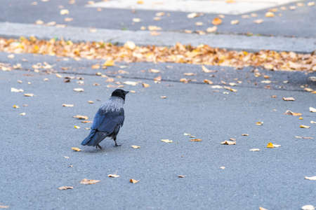 A crow walking in the street in autumn