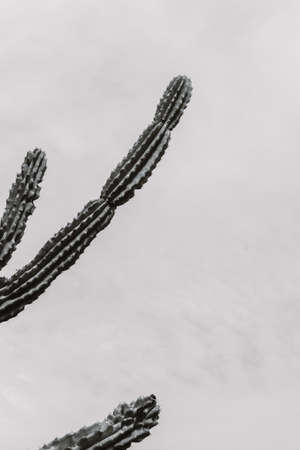A closeup shot of a beautiful large cacti tree with long spiky branches and blooming fruit on themの写真素材