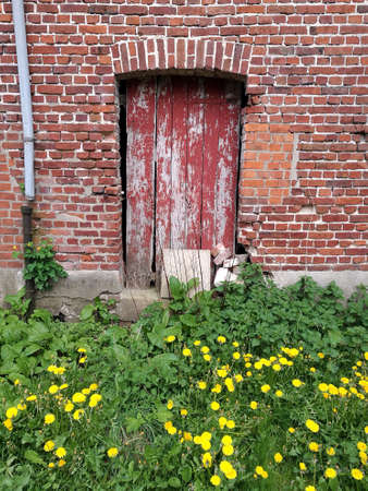 A vertical shot of a worn out building door next to yellow flowersの写真素材
