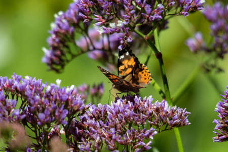A closeup shot of orange and black butterfly sitting on a blue and purple flower