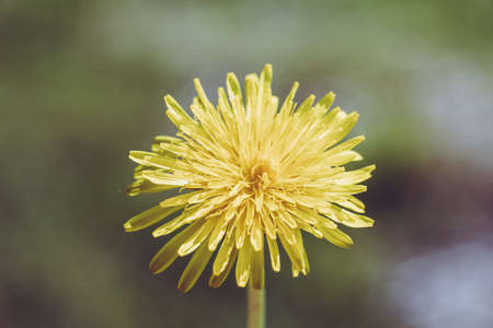 A closeup shot of a beautiful yellow flower with a blurred background - great for a natural wallpaperの写真素材