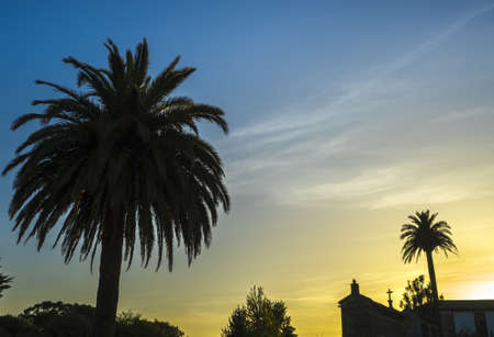 A low angle shot of palm trees near the church  in Miani in a beautiful eveningの写真素材