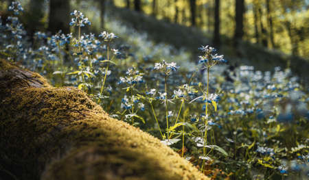 A selective closeup shot of a field of blue petaled flowersの写真素材