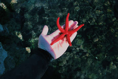 A selective closeup shot of a person holding a red starfish on his palm on the background of a seawaterの写真素材