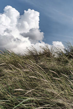 A vertical shot of grass with the background of the cloudy skyの写真素材
