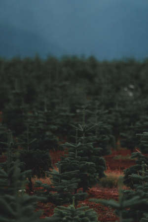 The beautiful scenery of a forest in the countryside on a misty dayの写真素材