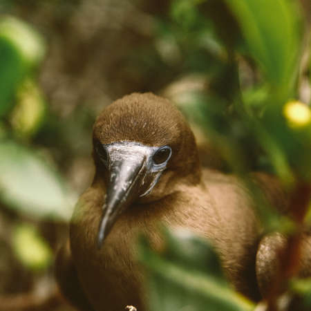 A closeup of a brown bird with a long black beak with a blurred natural backgroundの写真素材