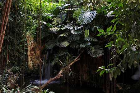 A horizontal shot of a tree branch with green leaves and a waterfall in the background