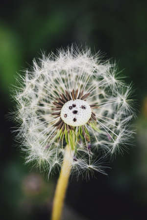 A vertical closeup shot of a dandelion on a natural blurred backgroundの写真素材