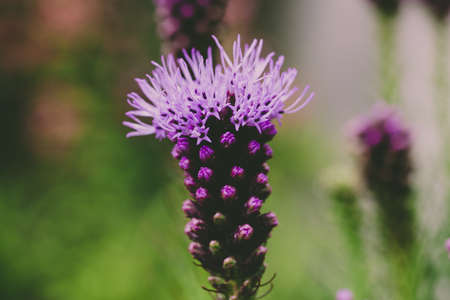 A selective focus shot of an exotic purple flower in a gardenの写真素材
