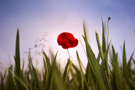 A closeup shot of a beautiful red poppy flower in a fieldの写真素材