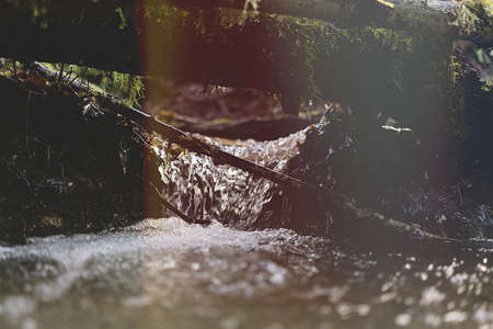 A selective closeup shot of a water stream flowing through tree trunks and branchesの写真素材