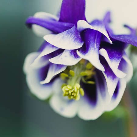 A closeup shot of a beautiful wild flower blooming in a field with some morning dew left on itの写真素材