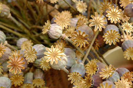 A closeup shot of dried poppy flowers with poppy capsuleの写真素材