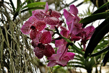 A closeup focused shot of violet spotted flowers in a serene forest