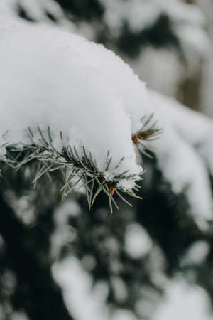 A vertical selective closeup shot of a pine tree branch covered in snowの写真素材