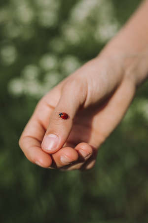 A selective closeup shot of a person holding a ladybug with a blurred background