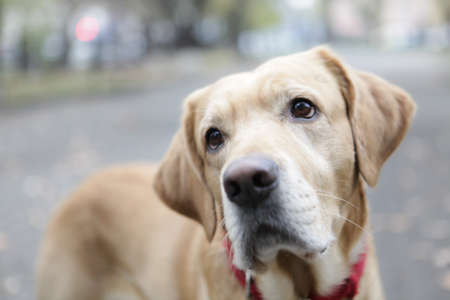 A selective focus shot of an adorable puppy in a blurry background