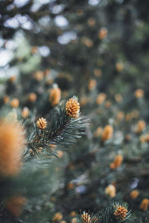 A vertical shot of a pine tree with pine cones and a blurred natural backgroundの写真素材
