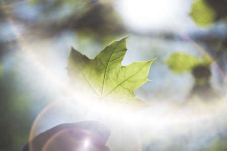 A close shot of a person holding a green leaf with a blurred backgroundの写真素材