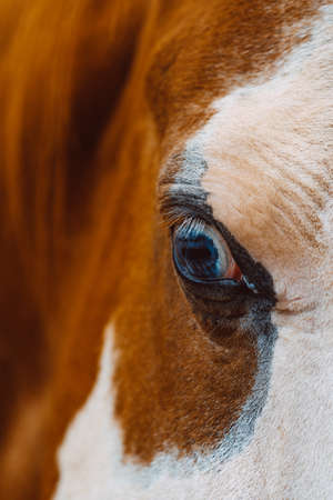 A selective focus closeup shot of an eye of a beautiful horse