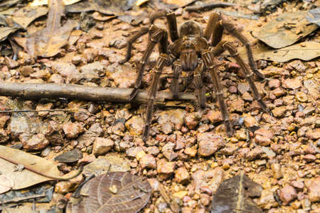 A Goliath bird-eating spider Theraphosa blondi in daylight, crossing a path in a tropical...