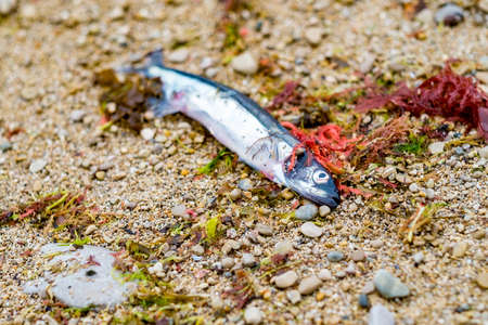 A closeup shot of a small fish on the sands