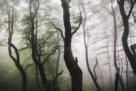 A beautiful shot of a forest with leafless trees in a fog