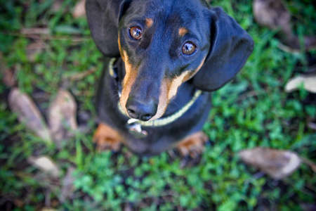 An overhead shot of a black cute dog looking to the camera with a blurred backgroundの写真素材