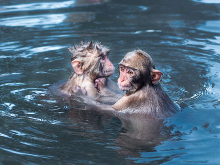 Snow Monkeys. A pair of Japanese macaque juveniles play in the middle of the natural hot spring, Nagano prefecture, Japan.の写真素材