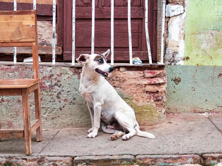 TRINIDAD, CUBA - Jun 05, 2013: A closeup shot of a cute happy white and brown dog near a chair