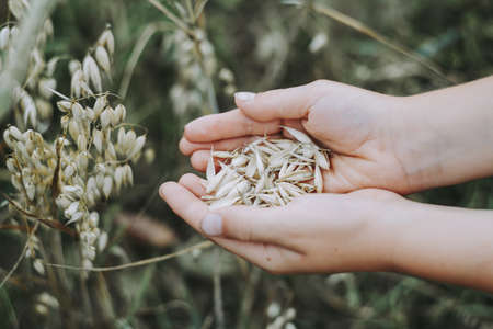 The hands of a person holding seeds of a plant with a blurry backgroundの写真素材