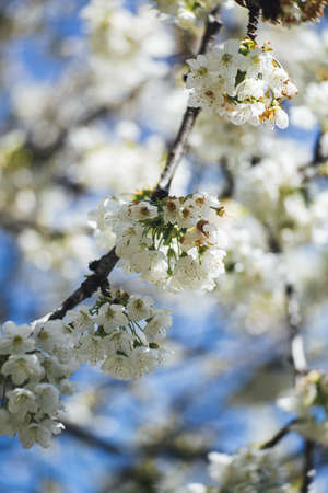 A vertical closeup shot of beautiful cherry blossom flowers with a blurred background