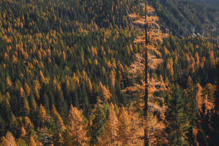 A high angle shot of beautiful colorful trees in the forest in autumn during daytimeの写真素材