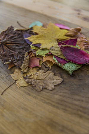 A vertical selective closeup shot of colorful leaves on a wooden surface