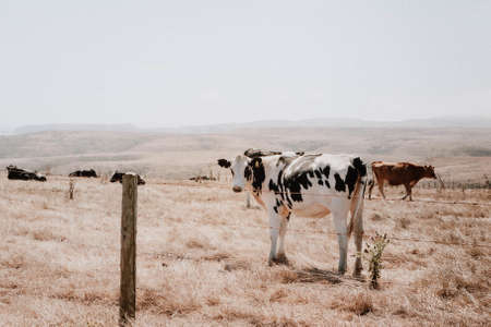A wide shot of brown and black and white cows in a grass fieldの写真素材