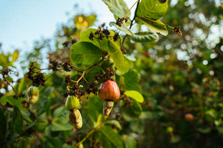 A close shot of a fruit attached to a branch with a blurred background at daytime