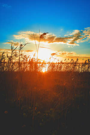 A beautiful shot of the sunset over tall grass near a lake and clouds in the sky
