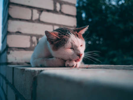 A selective closeup shot of a cute white and brown furry cat sleepingの写真素材