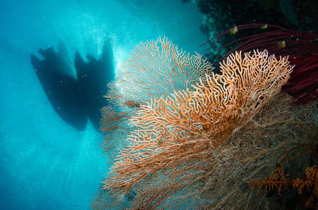 A closeup shot of a beautiful red coral under the water