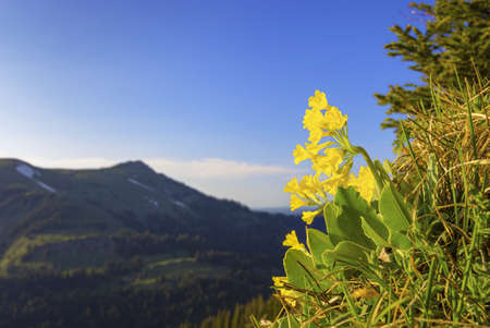 A selective focus shot of beautiful yellow flowers on the top of the hills captured on a sunny dayの写真素材