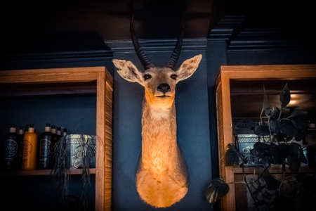 A selective focus shot of a deer head mounted on a blue wall near shelvesの写真素材