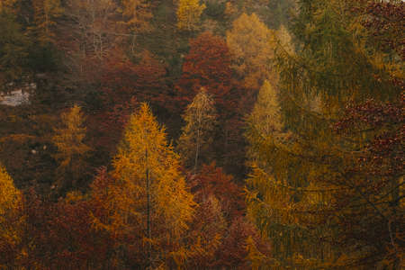 A high angle shot of colorful tall trees in autumn