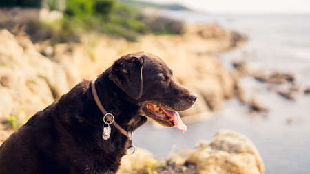 A selective closeup shot of a black dog with a cute collar on the blurry background of rock formationsの写真素材