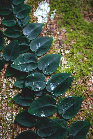 A vertical shot of Raphidophora plant creeping on a mossy tree trunk in the woods