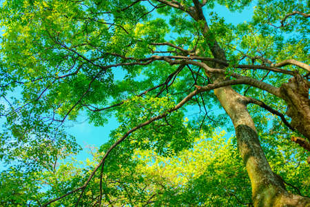 A low angle shot of a green-leafed tree with a clear sky in the background at daytime