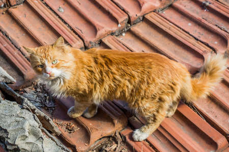A curious ginger cat on the floor looking up under the sunlight at daytimeの写真素材